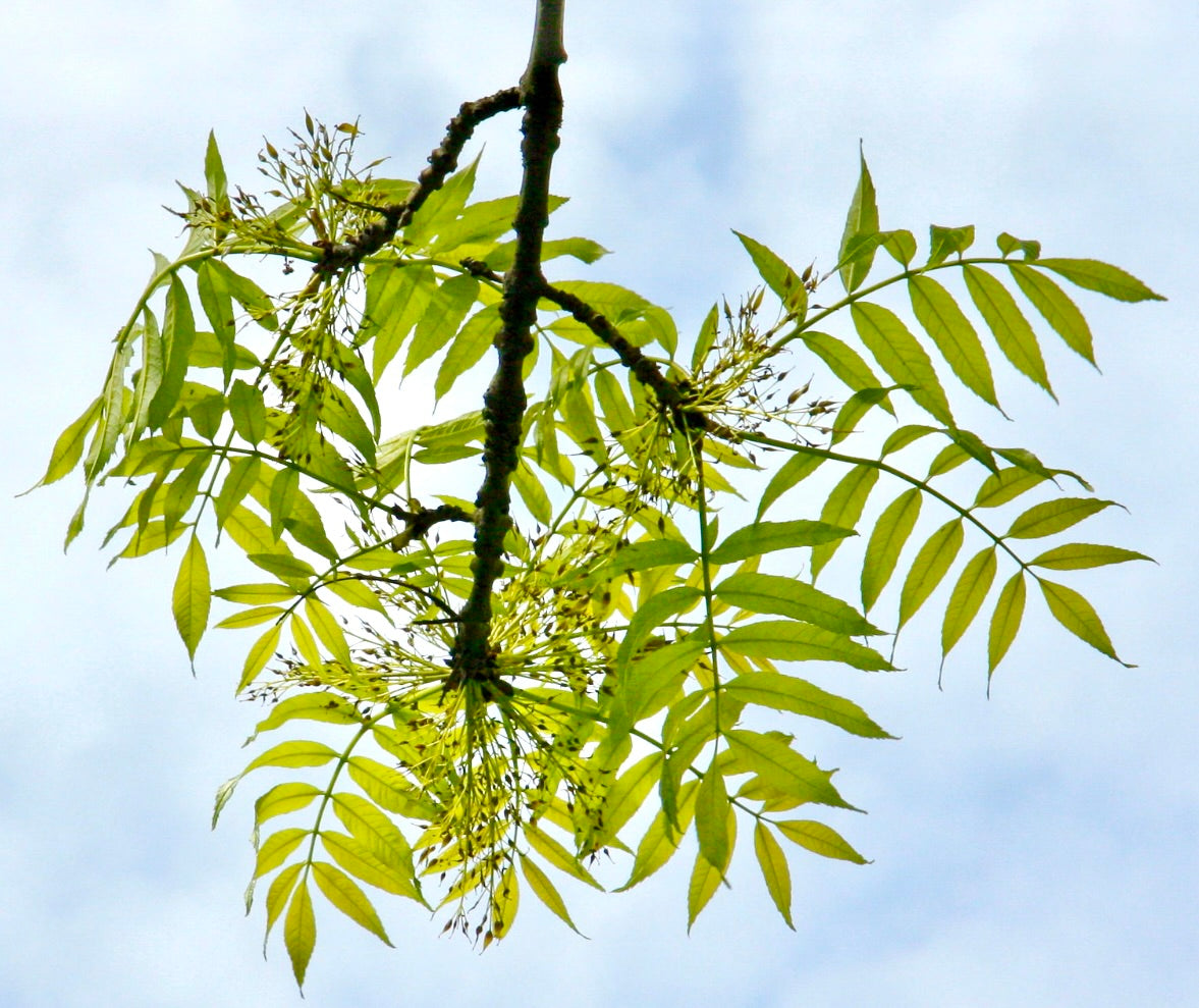 Foglie pennate fresche e verdi di Fraxinus excelsior con delicati grappoli di fiori sullo sfondo del cielo