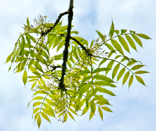 Fraxinus excelsior fresh green pinnate leaves with delicate flower clusters against sky background