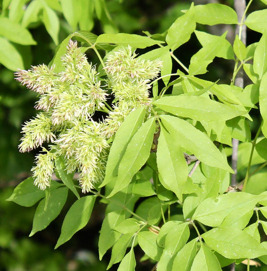 Gruppi delicati di fiori verde pallido di Fraxinus ornus con foglie pennate di un verde brillante