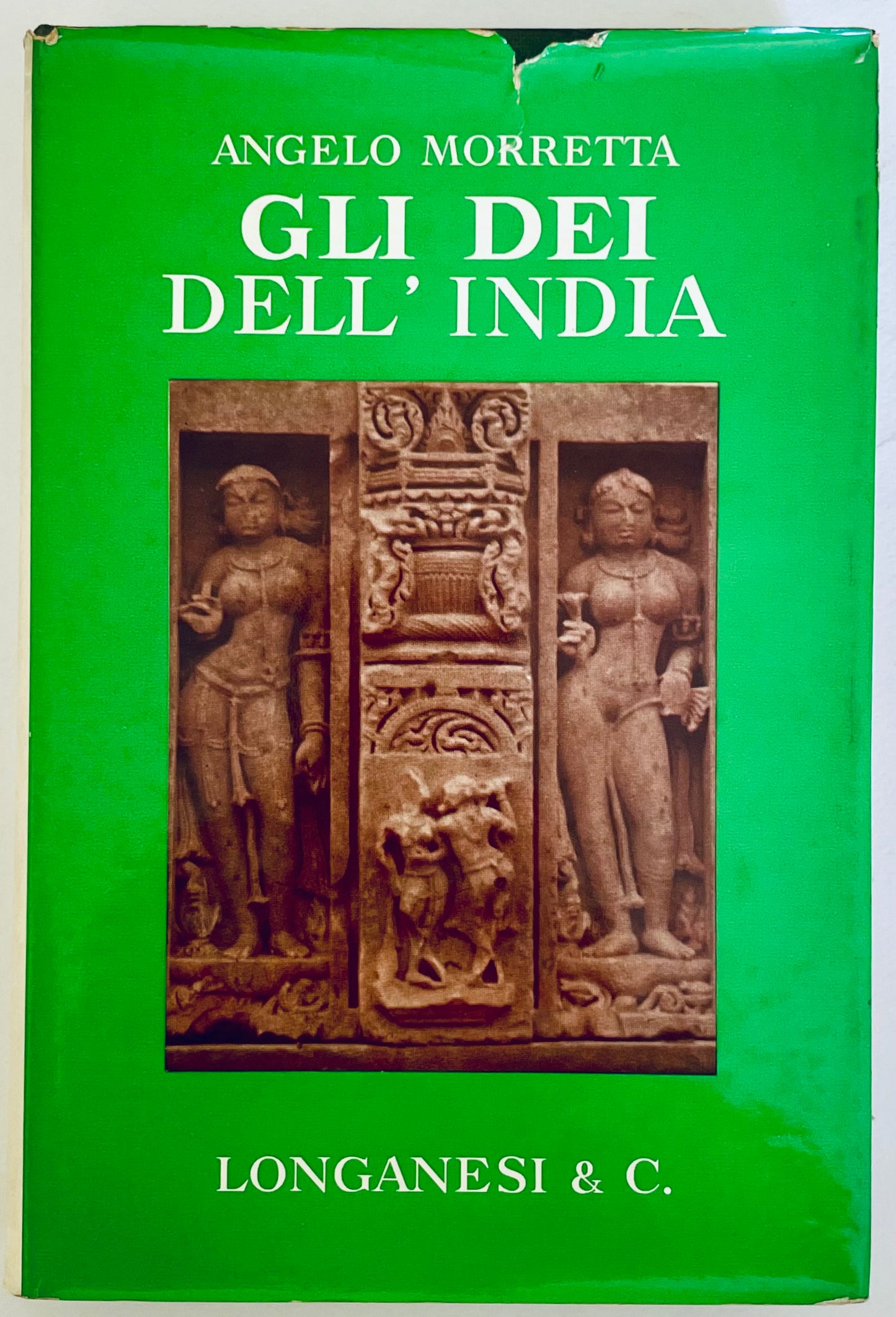 GLI DEI DELL'INDIA raro cactus succulento con spine uniche e superficie strutturata