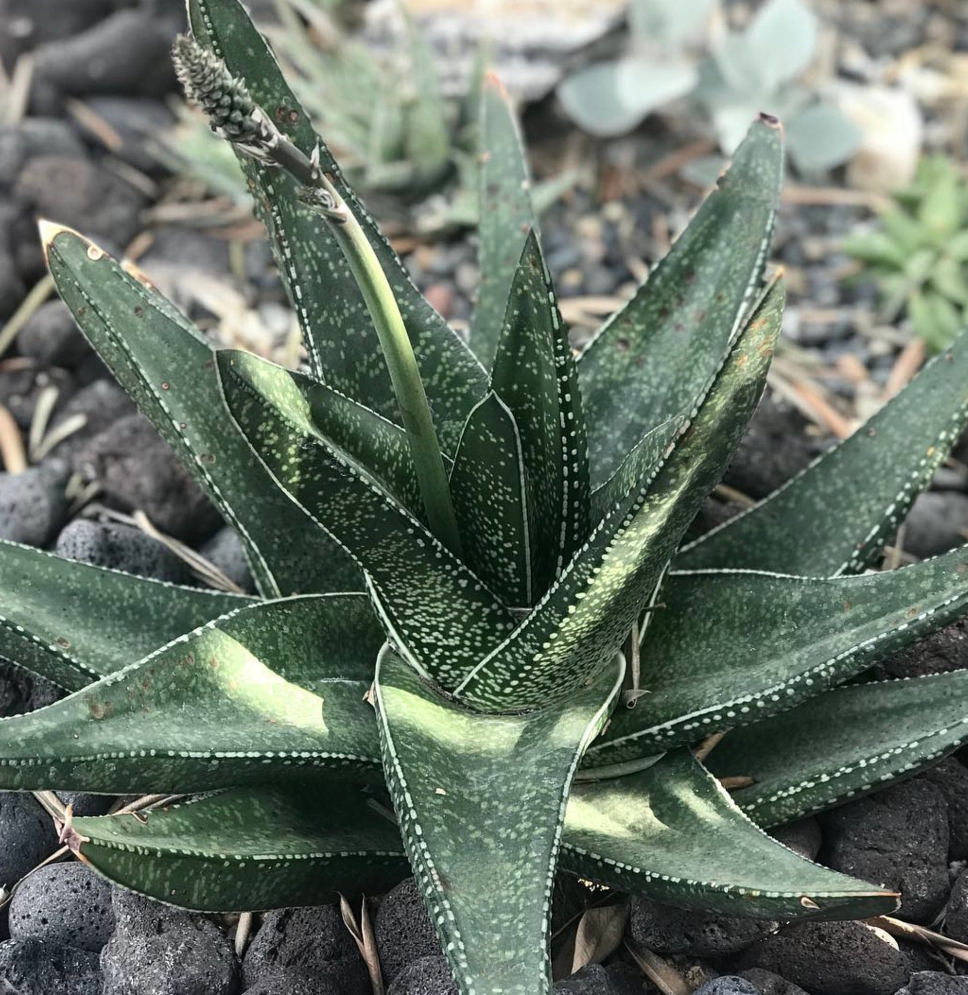 Gasteria acinacifolia succulent with thick spotted green leaves and tall flower stalk growing in rocky soil