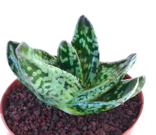 Gasteria armstrongii cv succulenta con foglie verdi spesse e macchiettate e texture ruvida in vaso