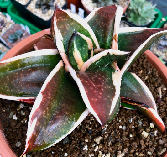 Gasteria cv GAGYU-RYU NISHIKI succulenta con foglie variegate spesse e margini bianchi in vaso