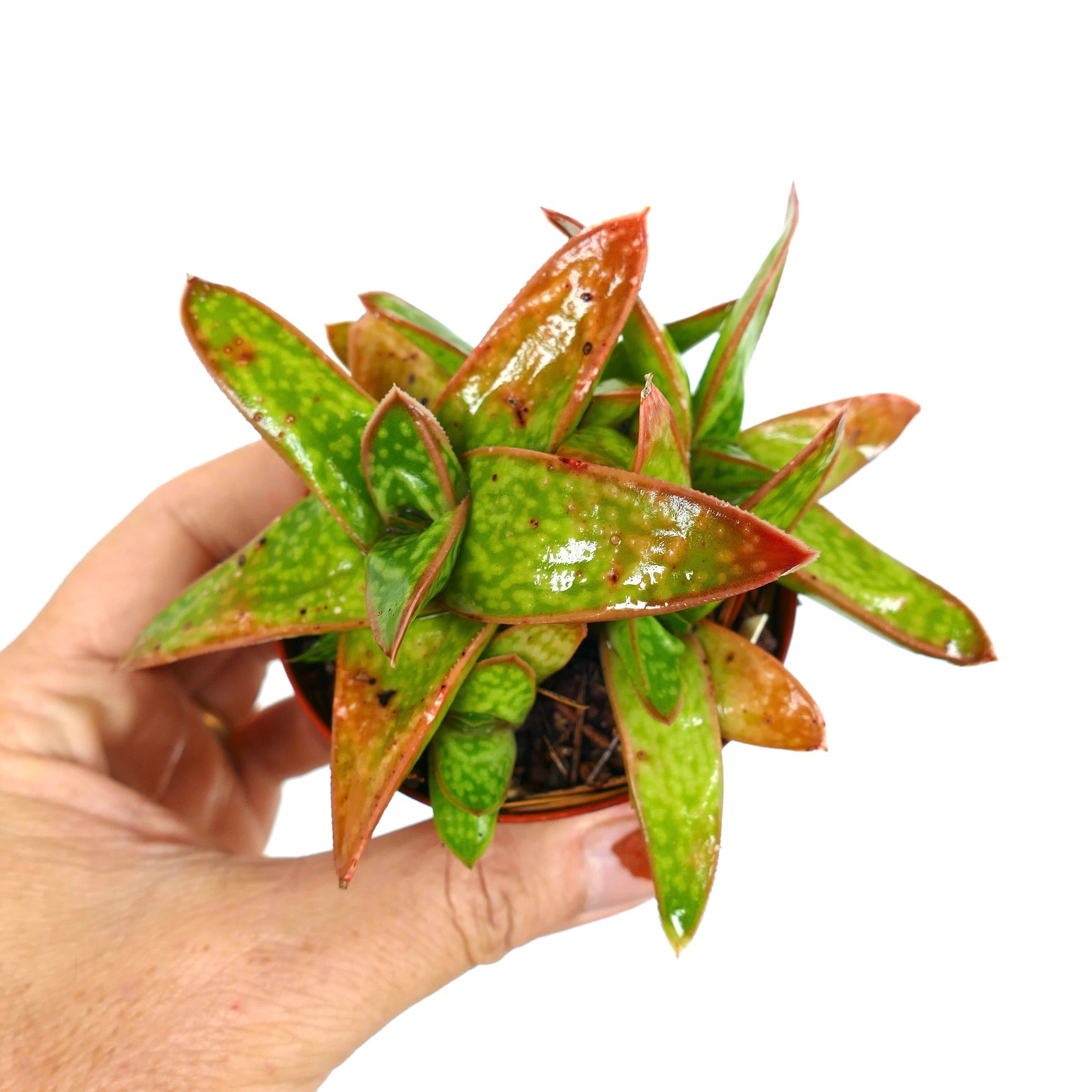 Succulenta Gasteria cv MUMBA con foglie verdi spesse macchiate e punte rossastre tenuta in mano