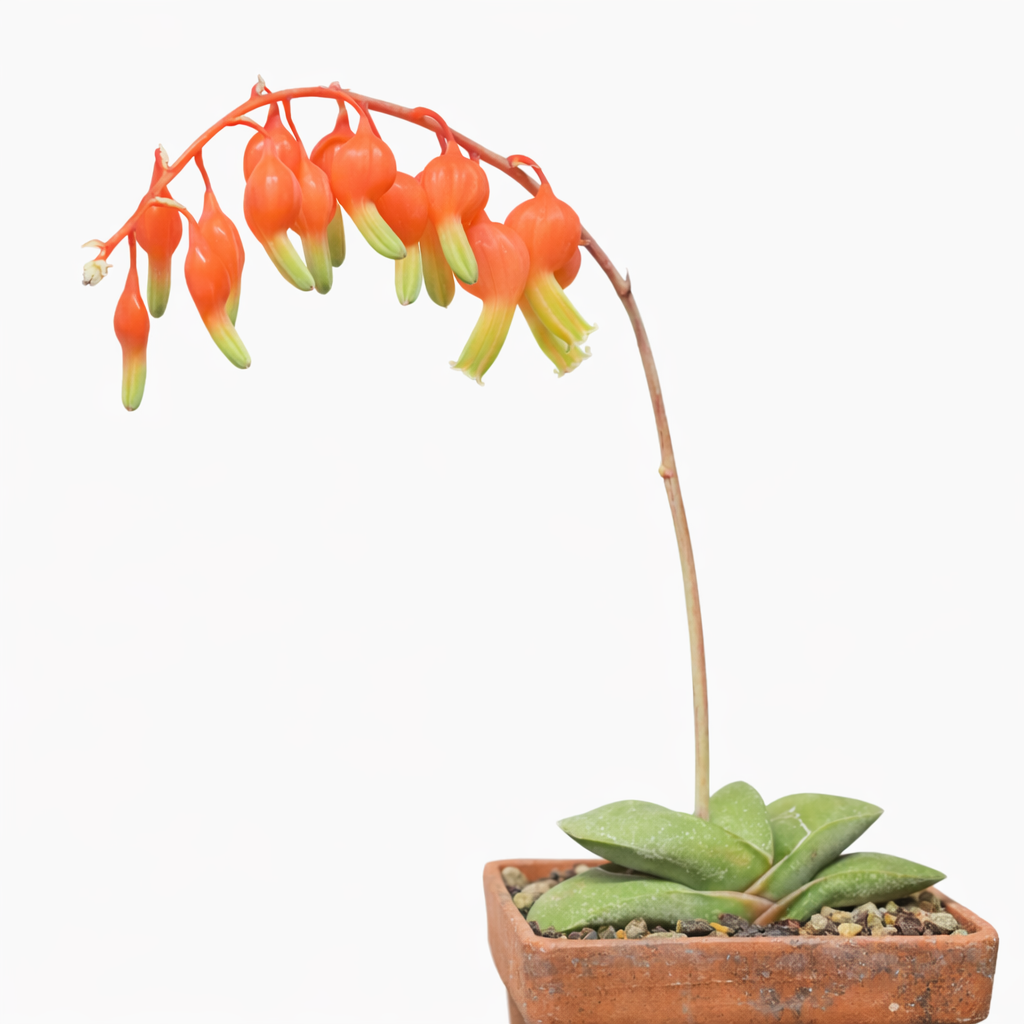 Gasteria glomerata succulent with thick green leaves and hanging orange tubular flowers
