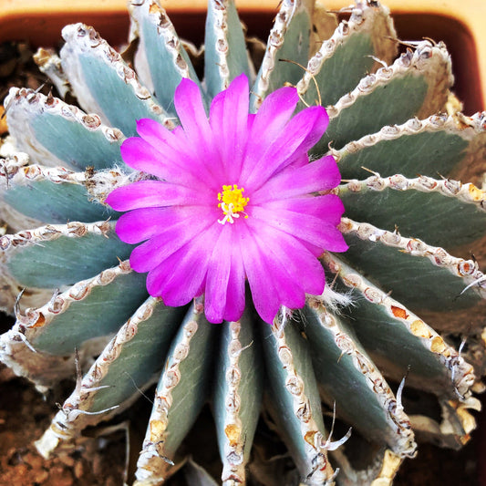 Geohintonia mexicana cactus con fiore rosa brillante e corpo costoluto blu-verde