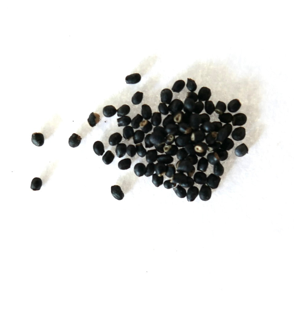 Semi di cactus nero Geohintonia mexicana su sfondo bianco