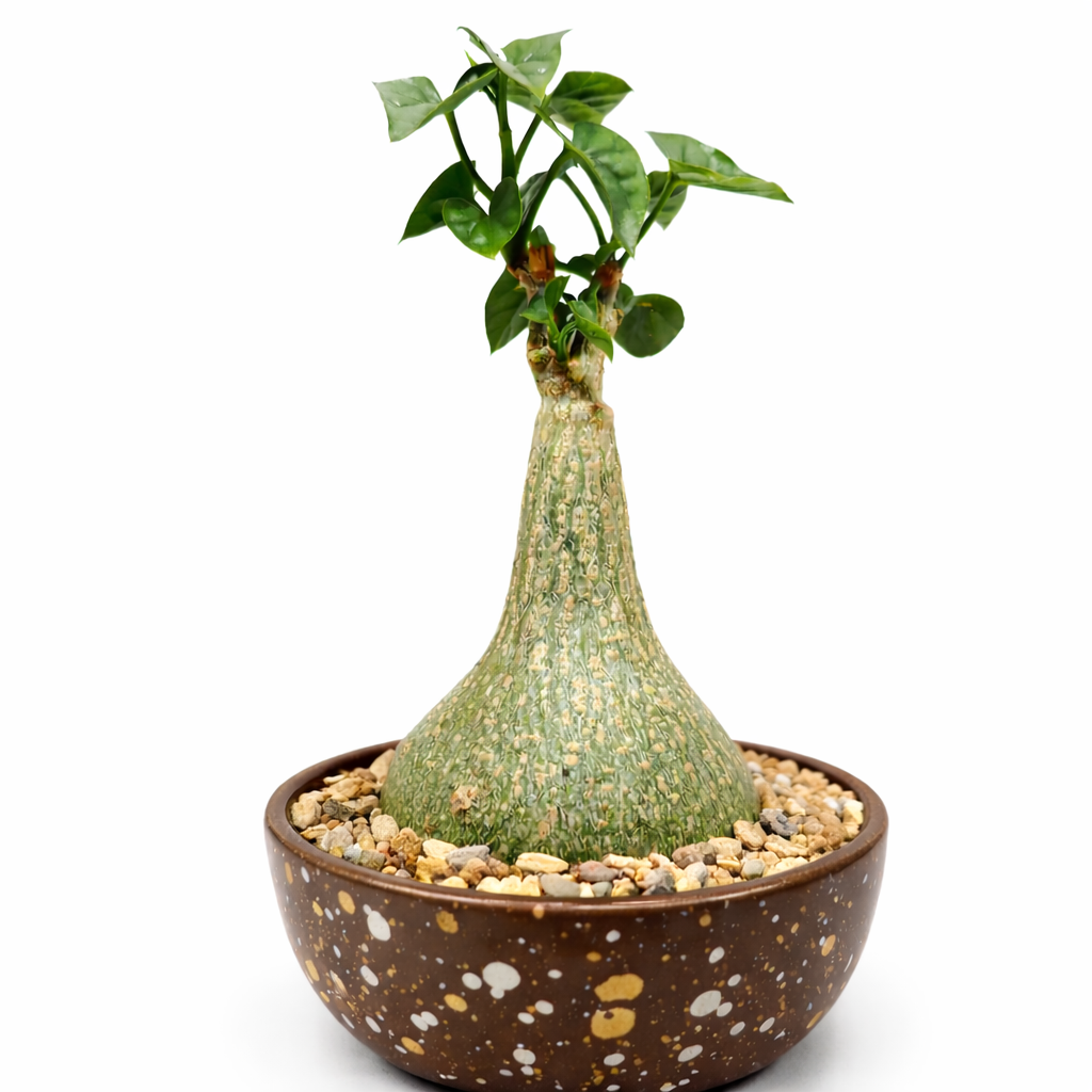 Gerrardanthus macrorrhizus rare caudiciform succulent with bulbous base and green leaves in speckled pot