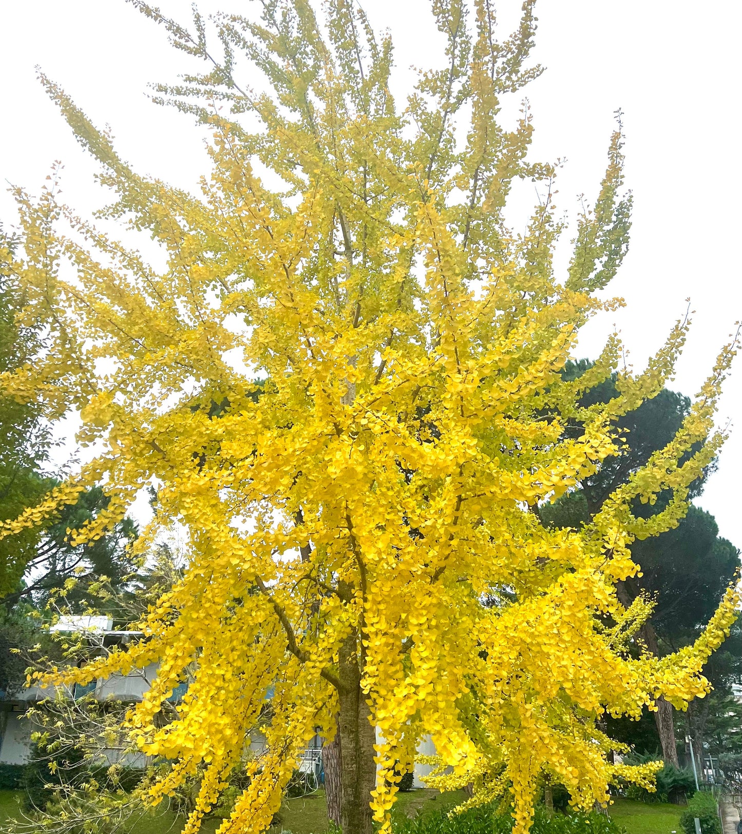 Albero di Ginkgo biloba con foglie a ventaglio di un vibrante giallo durante la stagione autunnale