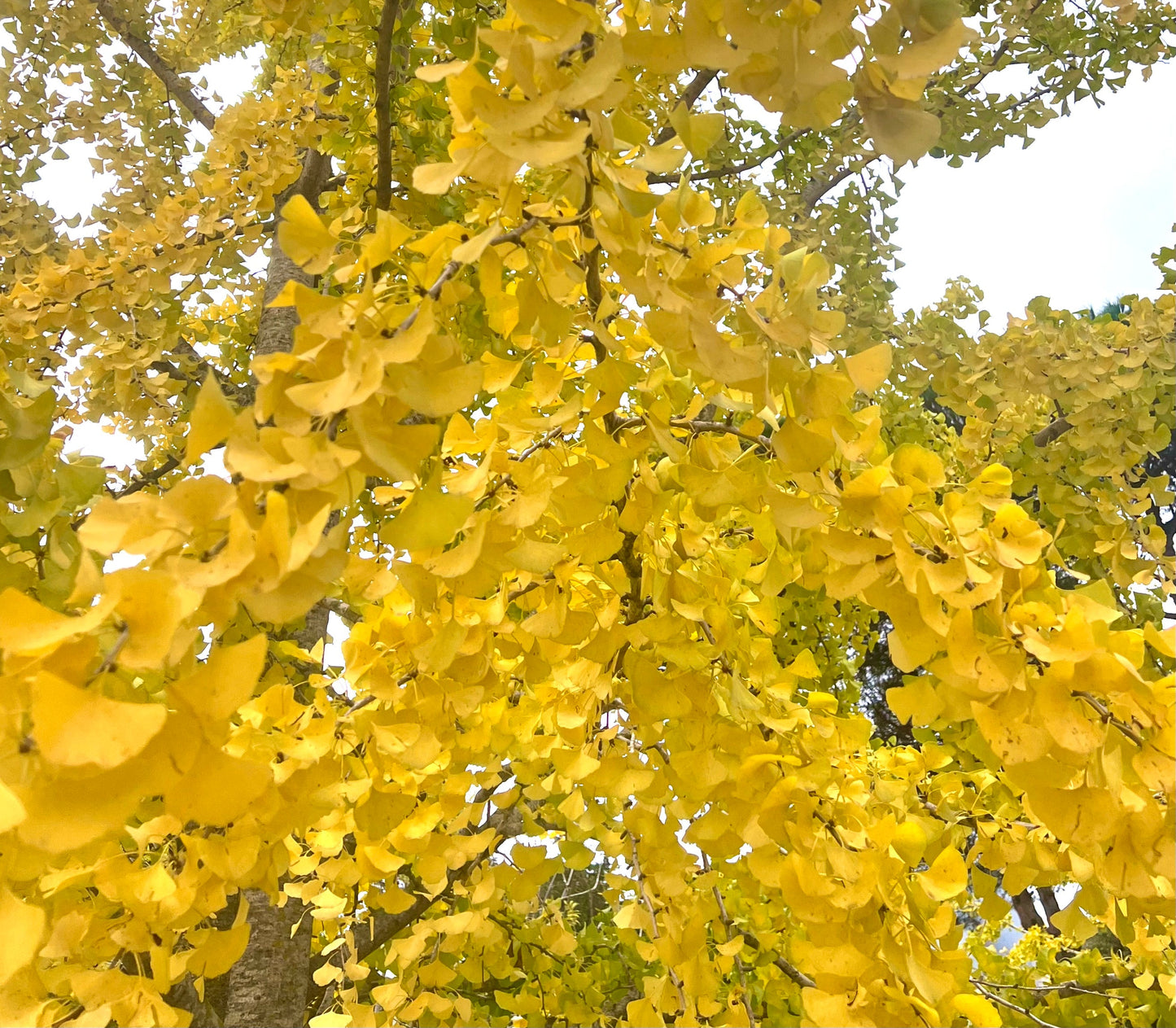 Foglie a ventaglio di un giallo brillante di Ginkgo biloba sui rami di un albero maturo in autunno