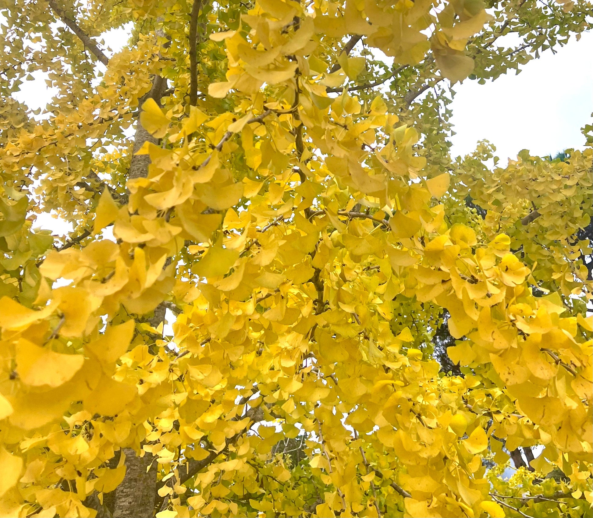 Foglie a ventaglio di un giallo brillante di Ginkgo biloba sui rami di un albero maturo in autunno