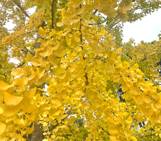 Foglie a ventaglio di un giallo brillante di Ginkgo biloba sui rami di un albero maturo in autunno