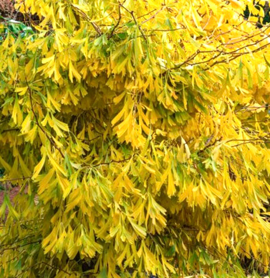 Ginkgo biloba cv ‘Saratoga’