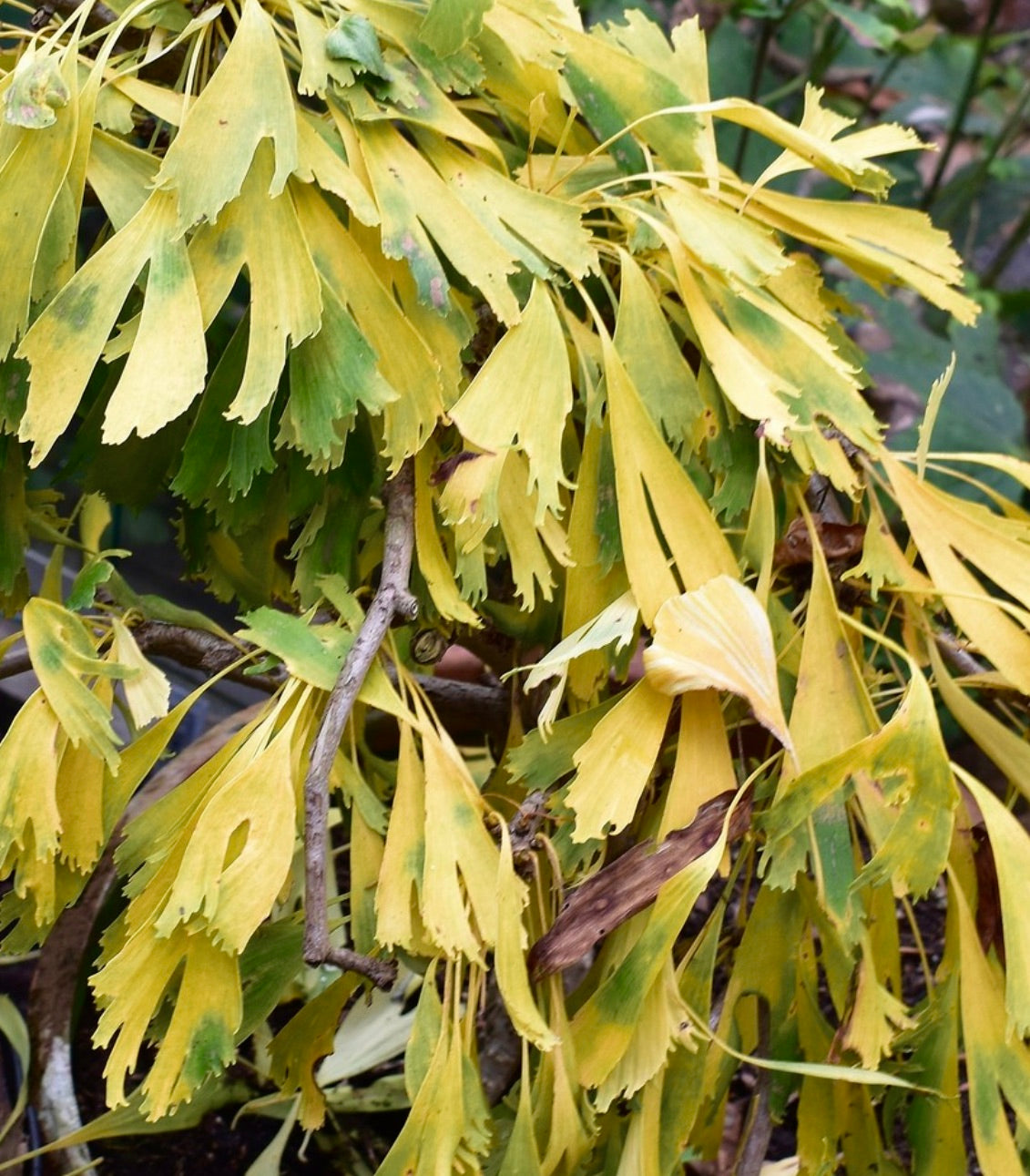 Ginkgo biloba cv ‘Saratoga’ con fogliame autunnale giallo e verde a forma di ventaglio, primo piano