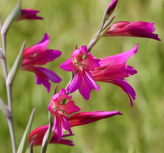 Fiori a tromba di colore rosa vibrante di Gladiolus italicus con steli verdi sottili alla luce naturale