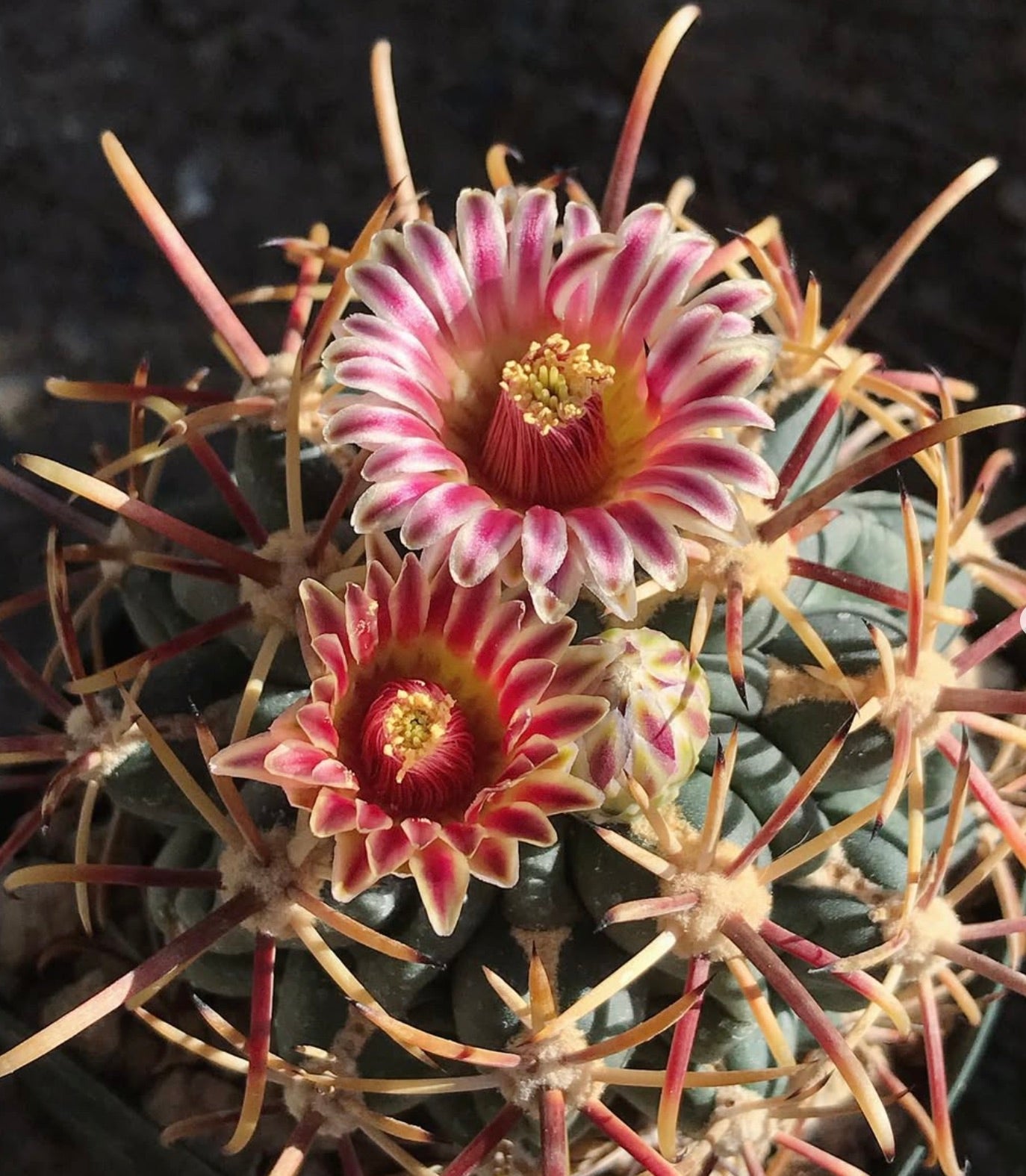 Glandulicactus crassihamatus cactus with pink-striped flowers and prominent yellow spines
