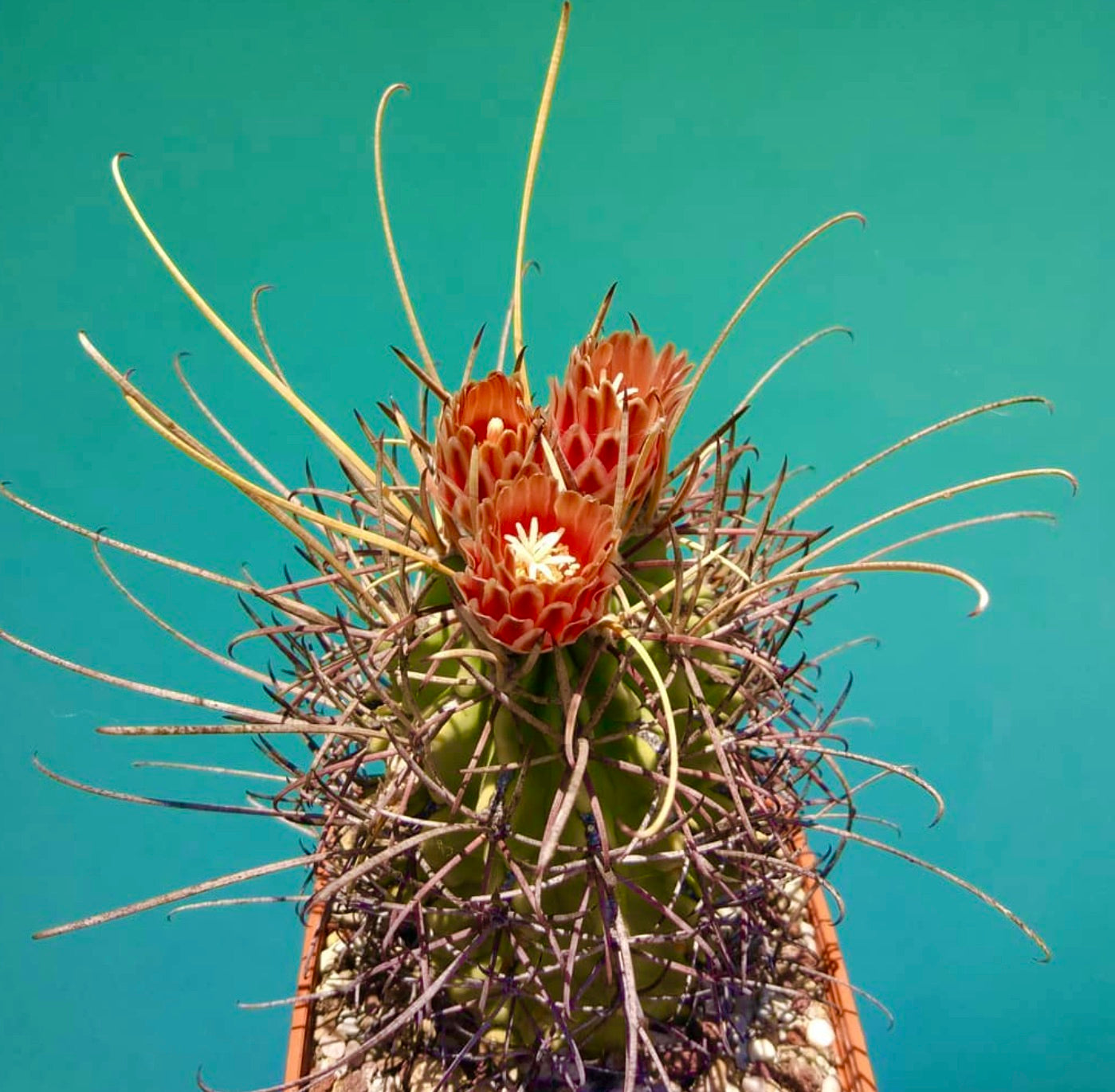 Glandulicactus uncinatus cactus with long curved spines and orange flowers in pot