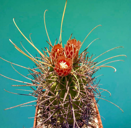 Glandulicactus uncinatus cactus con spine lunghe e fiori arancioni in vaso