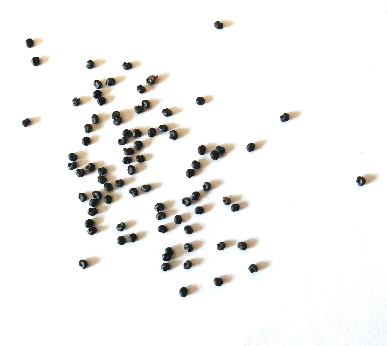 Semi di piccoli cactus neri Glandulicactus uncinatus wrightii su sfondo bianco