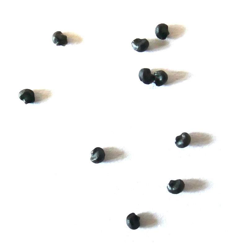 Semi di Glandulicactus uncinatus wrightii cactus nero su sfondo bianco