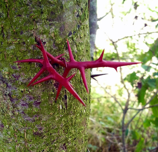 Primo piano di pungenti spine rosso vivo su corteccia muschiosa di Gleditsia triacanthos