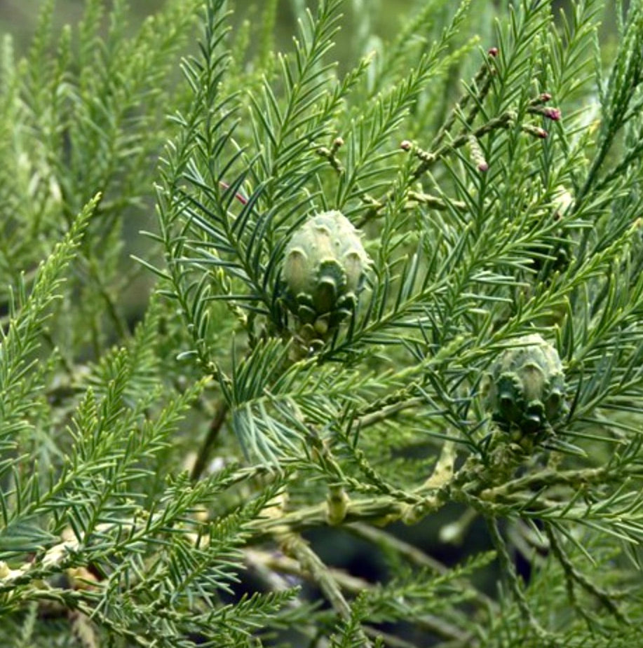 Glyptostrobus pensilis conifer with soft green needle-like leaves and developing cones