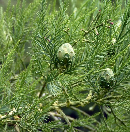 Glyptostrobus pensilis conifera con morbide foglie aghiformi verdi e coni in via di sviluppo