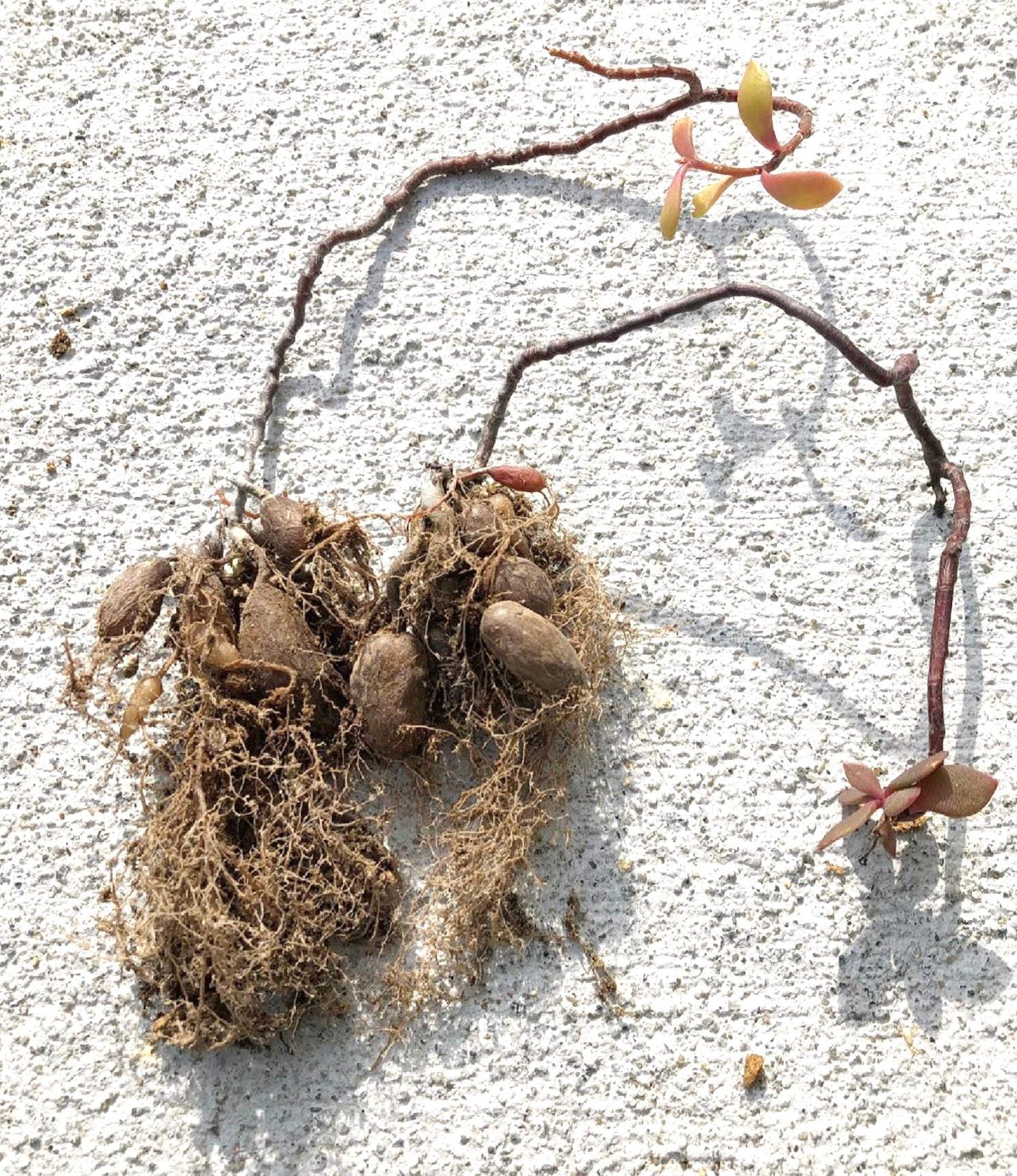 Radici tuberose succulente di Grahamia coahuilense con steli rossastri e piccole foglie su superficie strutturata