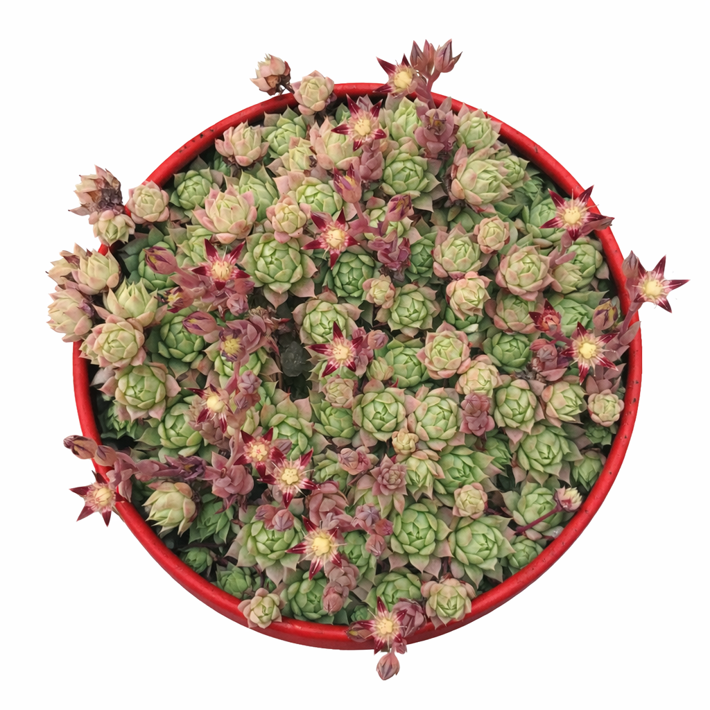 Rosone di Graptopetalum macdougallii succulenta con fiori rosa a forma di stella in vaso rosso