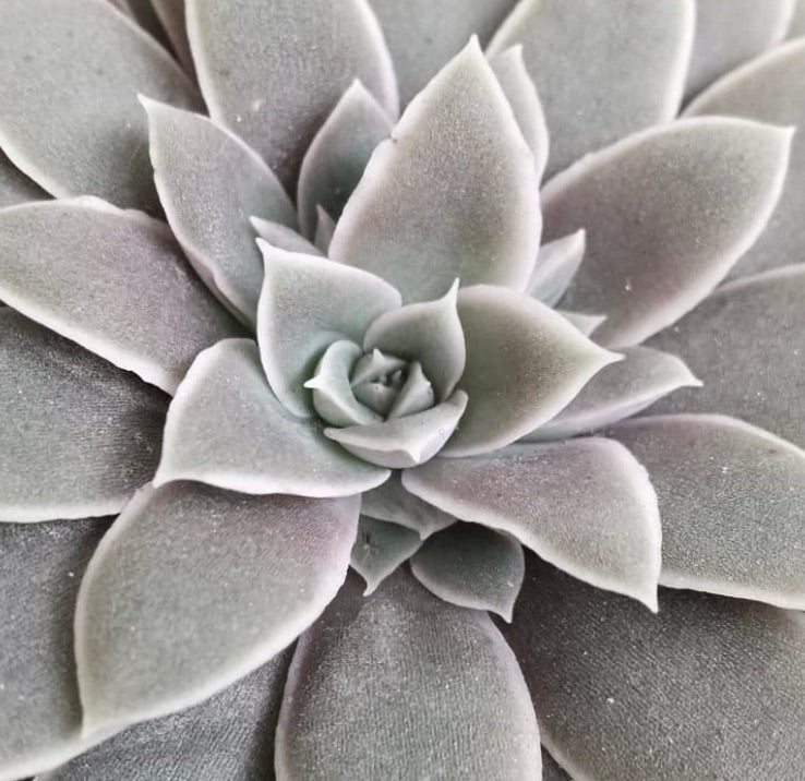 Rosetta succulenta di Graptopetalum marginatum con foglie carnose spesse di colore grigio-verde pallido