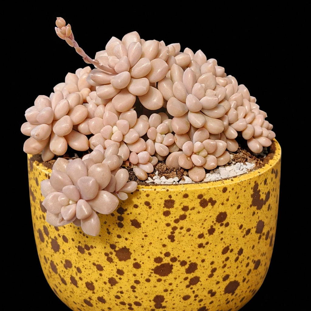 Succulenta Graptopetalum mendozae con foglie a rosetta gonfie di colore rosa pallido in vaso giallo maculato