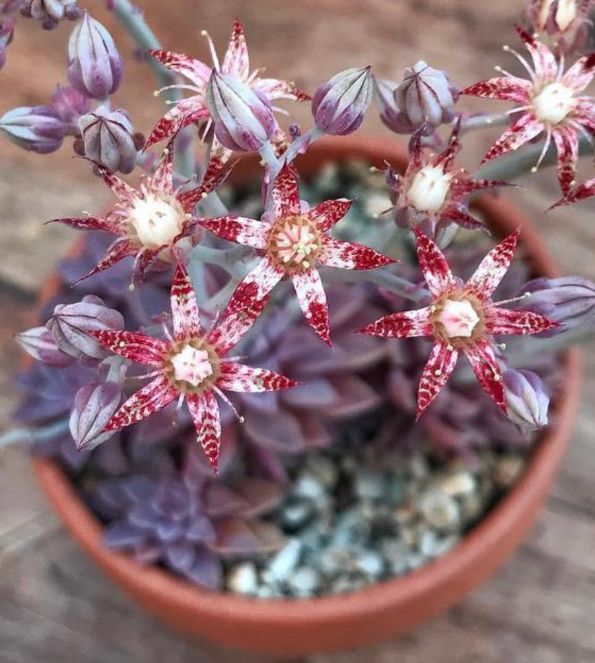 Graptopetalum rusbyi succulent with star-shaped red and white speckled flowers in terracotta pot