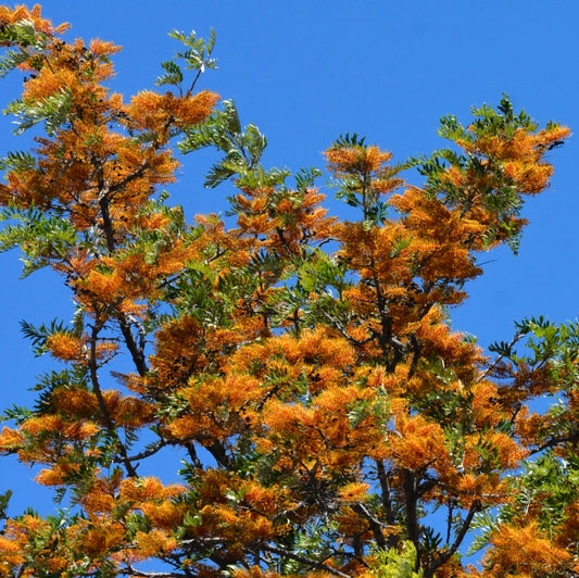 Albero di Grevillea robusta con fiori arancioni vivaci e foglie verdi contro il cielo azzurro