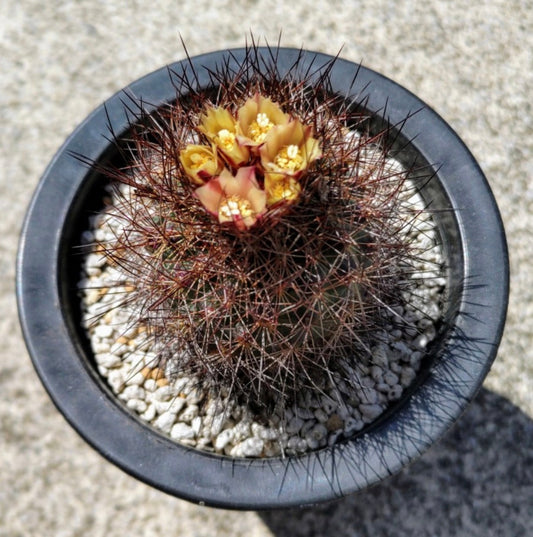 Gymnocactus aguirreanus piccolo cactus con fitte spine scure e fiori gialli in vaso nero