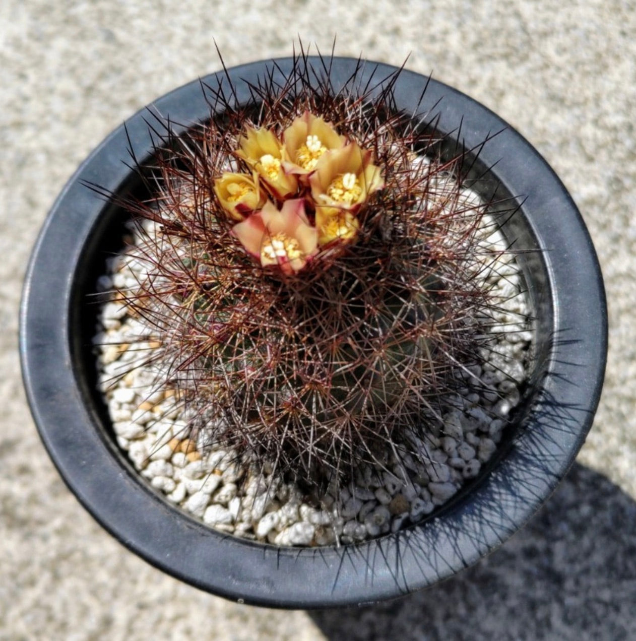 Gymnocactus aguirreanus small cactus with dense dark spines and yellow flowers in black pot