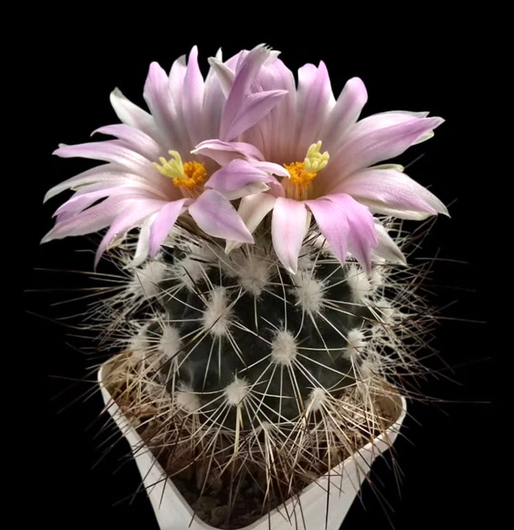 Gymnocactus beguinii cactus con fiori rosa pallido e spine bianche lunghe in vaso