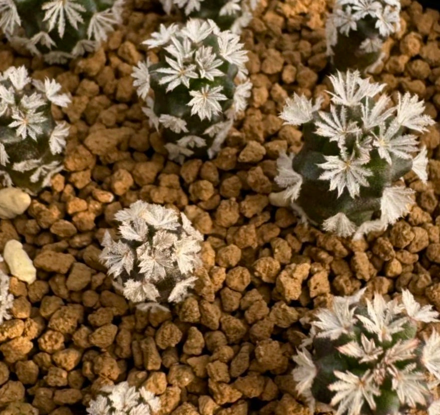 Gymnocactus beguinii small green cacti with white star-shaped spines on rocky soil