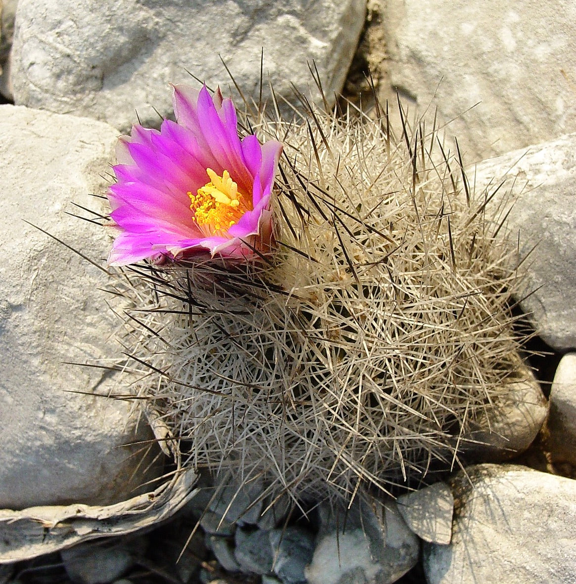 Gymnocactus beguinii cactus con fiore rosa e fitte spine bianche su terreno roccioso