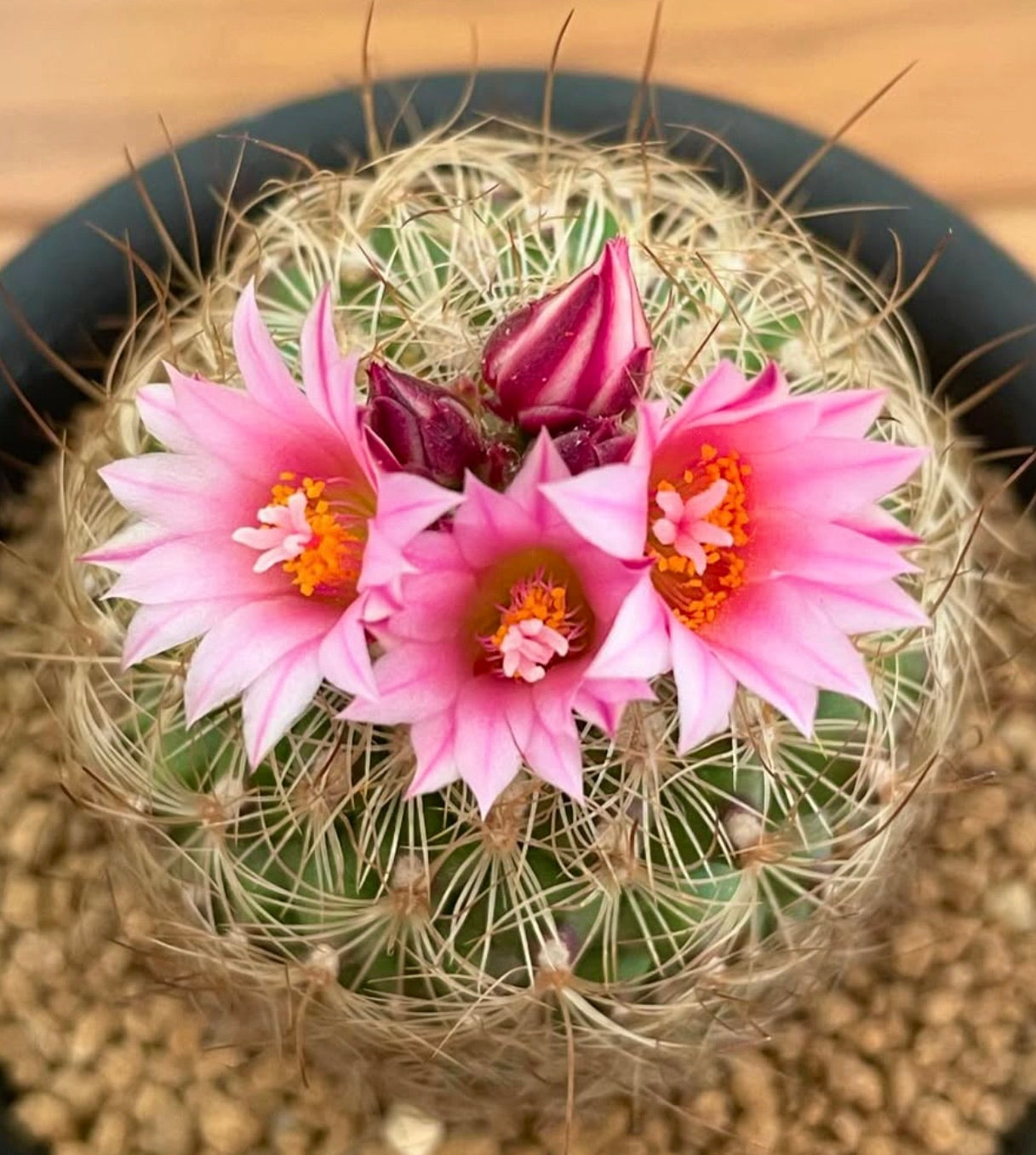 Gymnocactus knuthianus cactus with pink flowers and long curved spines in pot