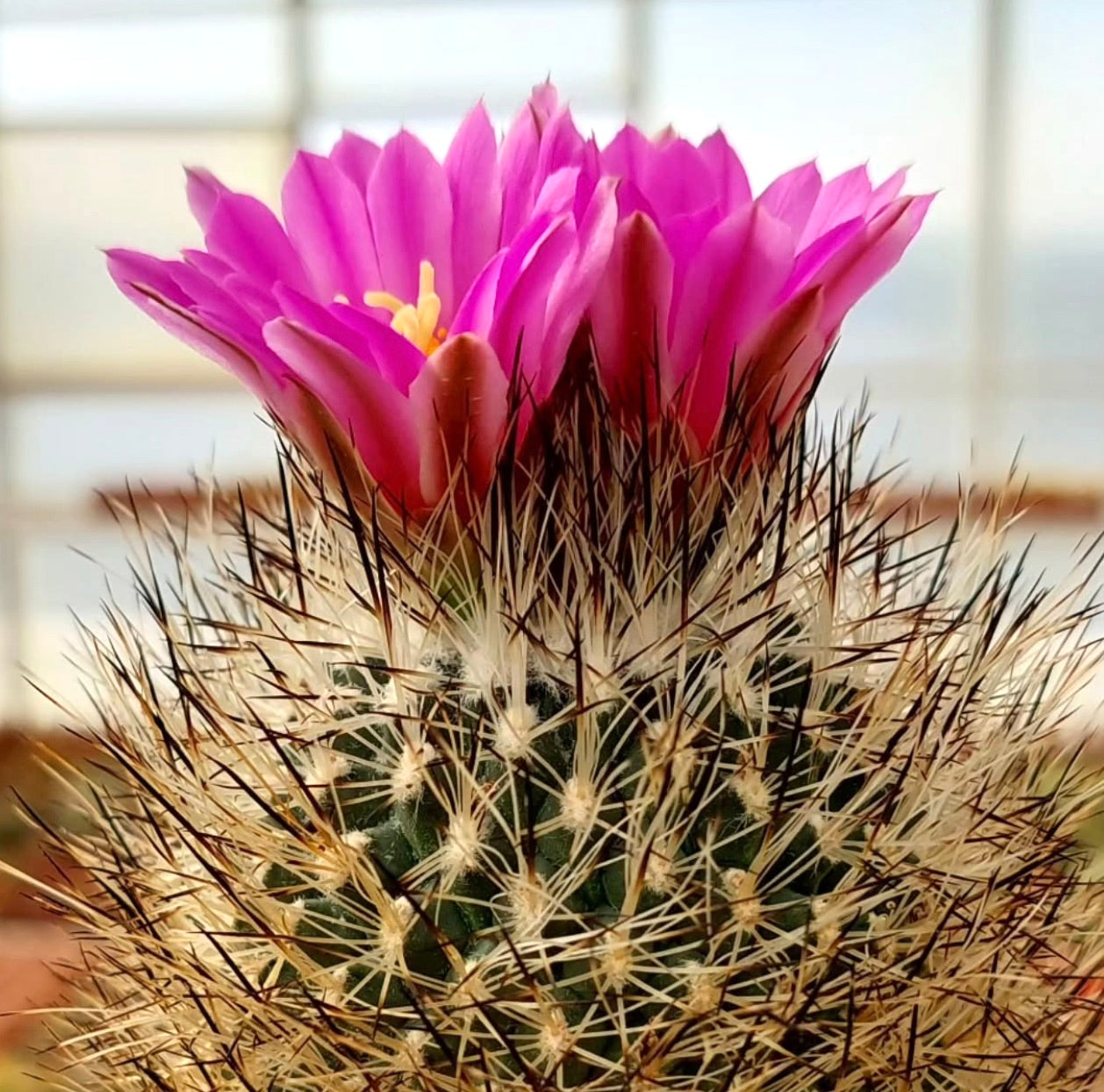 Gymnocactus mandragora cactus with dense spines and vibrant pink flowers in bloom