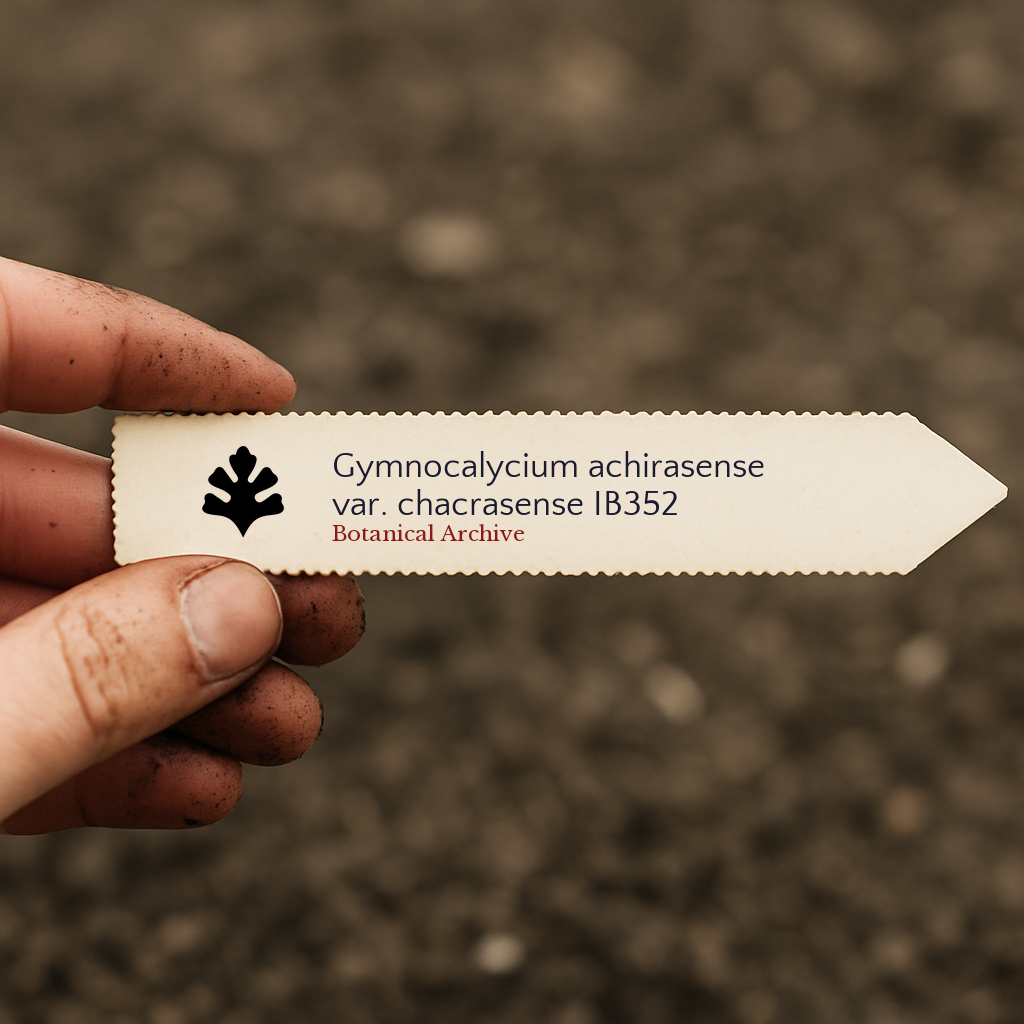 Printed plant label for Gymnocalycium achirasense var. chacrasense held over soil background