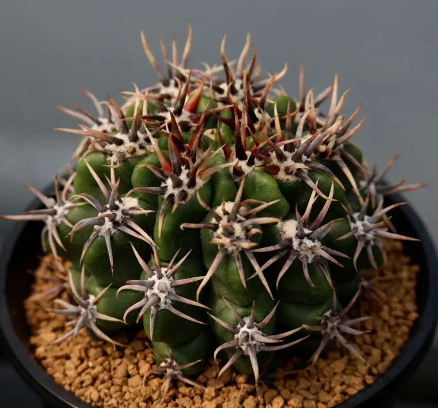 Gymnocalycium achirasense cactus with thick spines and green ribbed body in pot