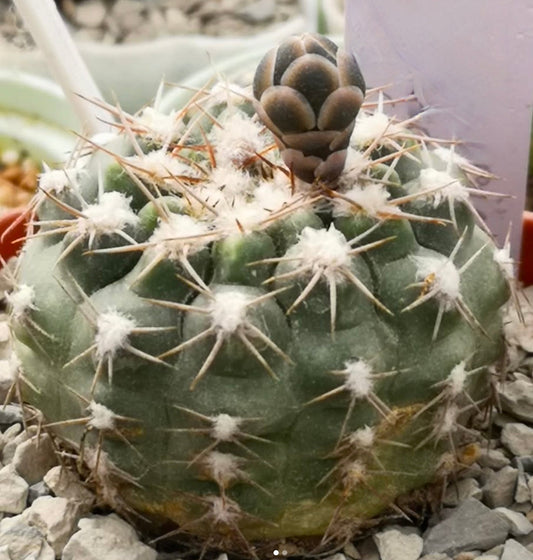 Gymnocalycium alboareolatum raro cactus succulento con areole lanose bianche e spine marroni