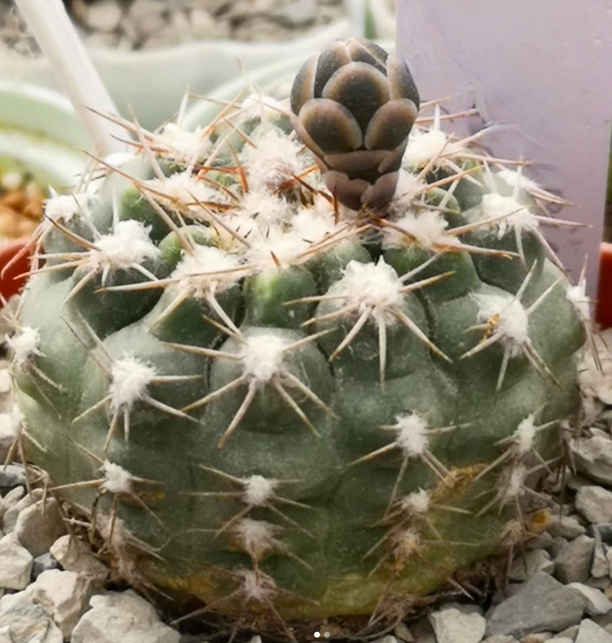 Gymnocalycium alboareolatum rare cactus with green rounded body and prominent spines