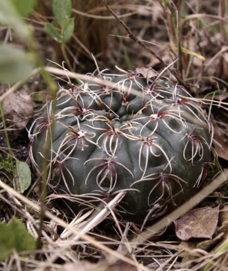 Gymnocalycium altagraciense small round cactus with curved white spines in natural habitat