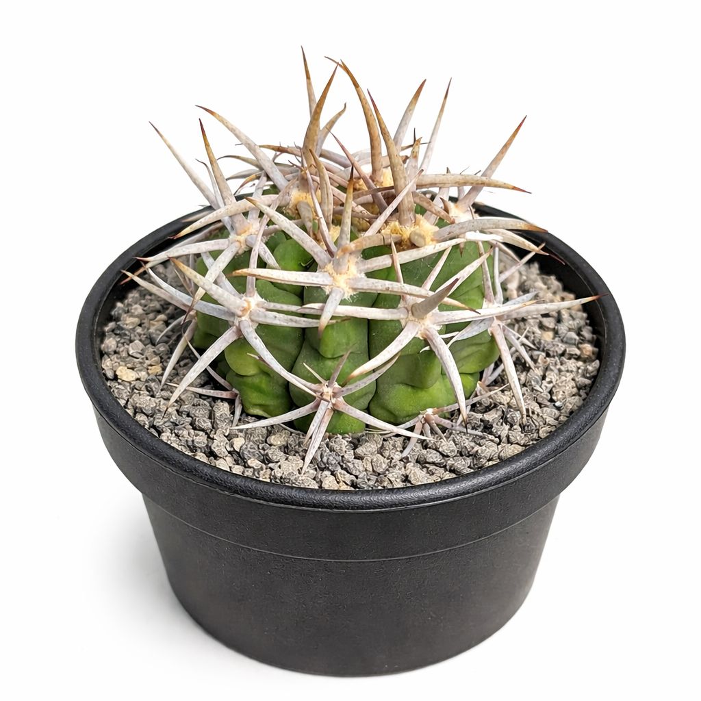 Gymnocalycium ambatoense small green cactus with long white spines in black pot