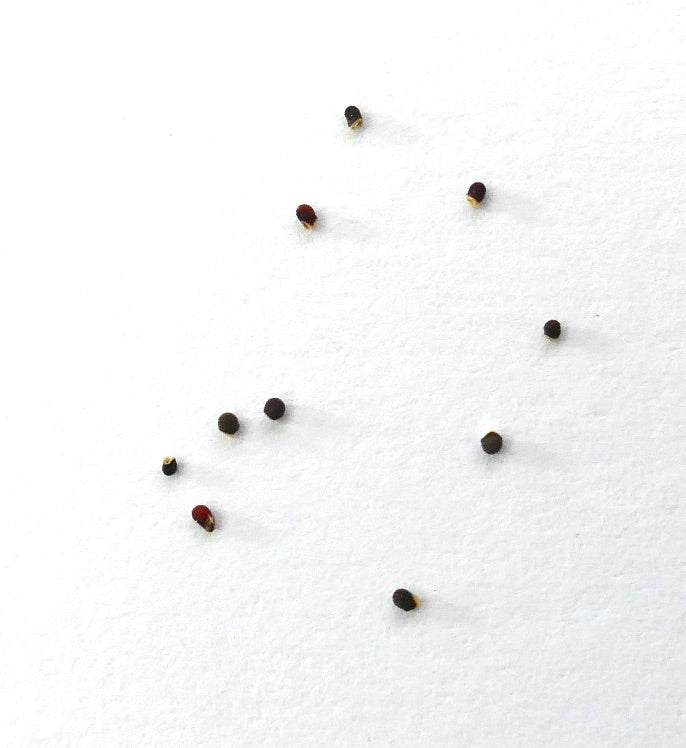Gymnocalycium ambatoense small cactus seeds on white background