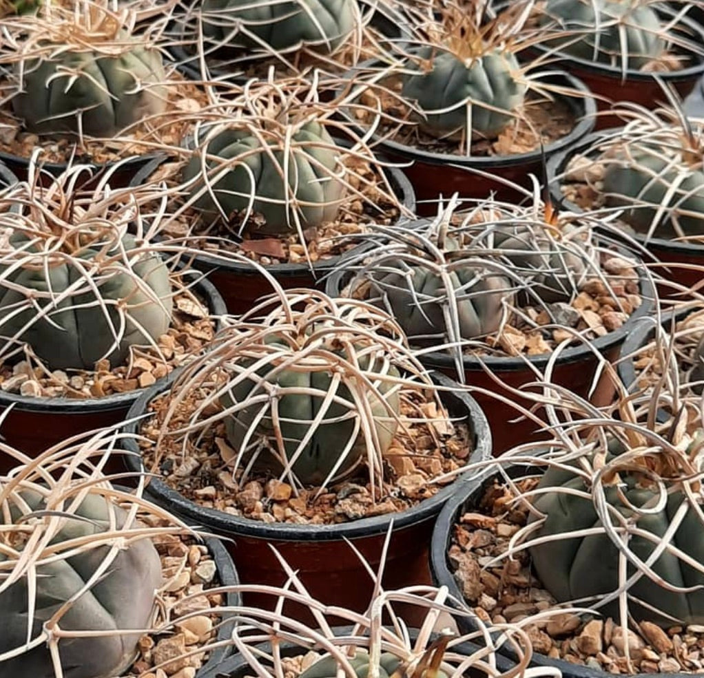 Gymnocalycium armatum rare cactus with long curved spines in small nursery pots