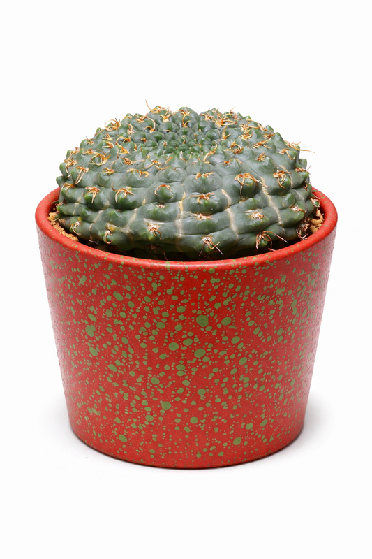 Gymnocalycium artigas raro cactus succulento con spine curve in vaso rosso screziato