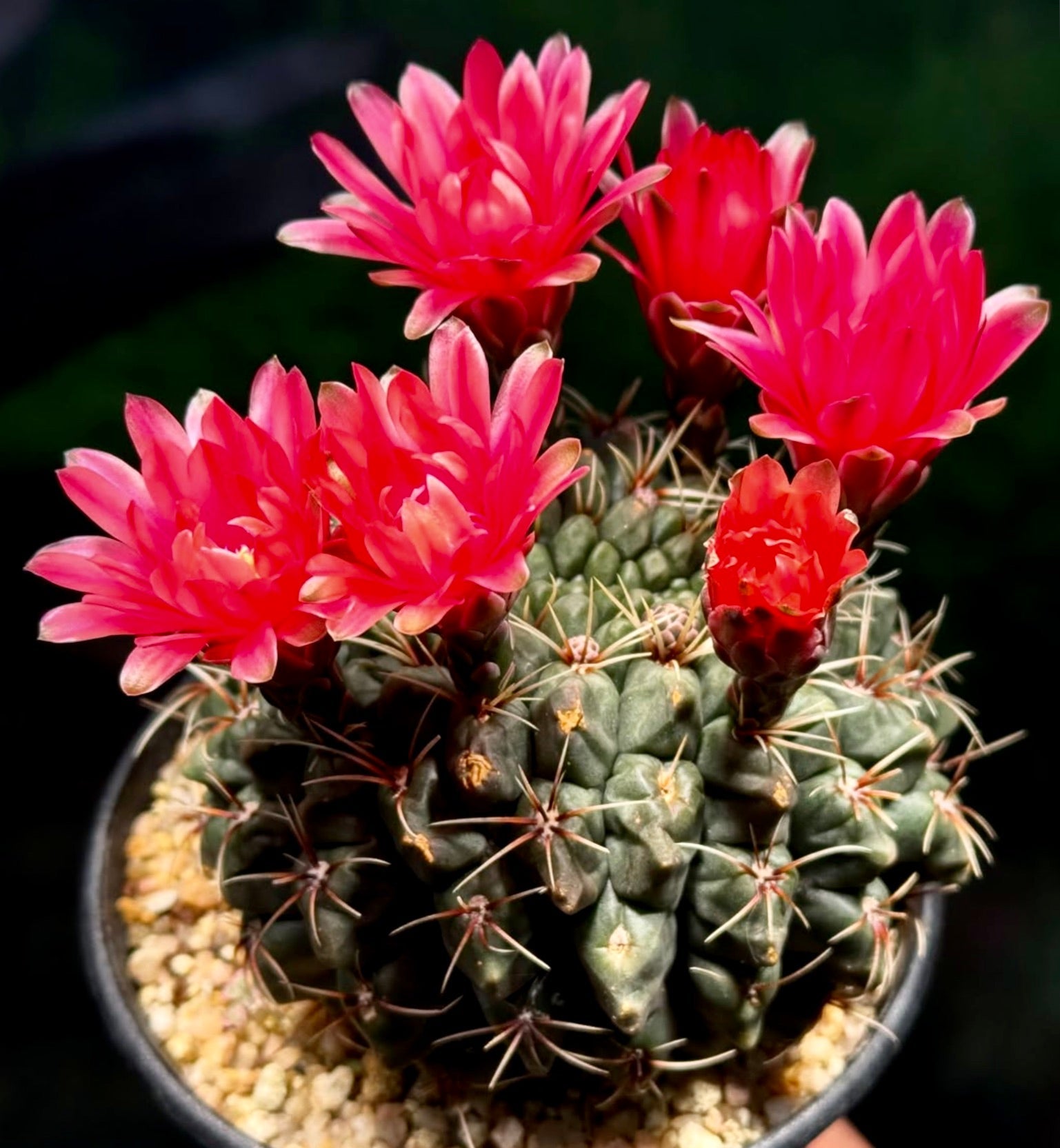 Cactus Gymnocalycium baldianum con fiori rosa acceso e spine appuntite in vaso
